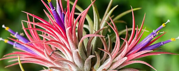 tillandsias