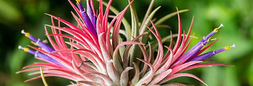 tillandsias